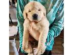 Golden Retriever Puppy for sale in Loranger, LA, USA