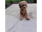 Poodle (Toy) Puppy for sale in Lovington, IL, USA