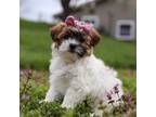 Zuchon Puppy for sale in Baltic, OH, USA