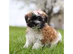 Zuchon Puppy for sale in Baltic, OH, USA