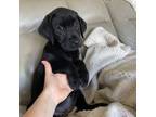 Labrador Retriever Puppy for sale in Moore, SC, USA