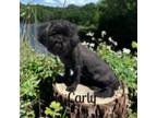 Carly Solid Black Shih Tzu