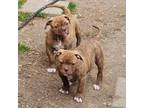Olde Bulldog Puppy for sale in Duncanville, TX, USA
