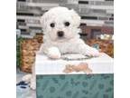 Bichon Frise Puppy for sale in Grovespring, MO, USA