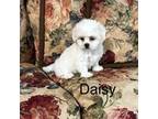 Lhasa Apso Puppy for sale in Montezuma, GA, USA