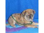 Pug Puppy for sale in Olpe, KS, USA