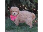 Goldendoodle Puppy for sale in Shipshewana, IN, USA