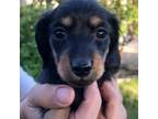 Dachshund Puppy for sale in Sacramento, CA, USA