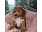 Poodle (Toy) Puppy for sale in Clayton, NC, USA
