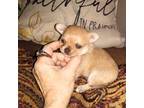 Chihuahua Puppy for sale in Sebring, OH, USA
