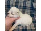 Maltese Puppy for sale in Ocala, FL, USA