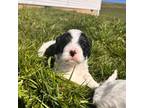 Cavapoo Puppy for sale in Pullman, WA, USA