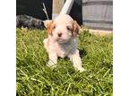 Cavapoo Puppy for sale in Pullman, WA, USA