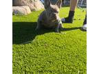 French Bulldog Puppy for sale in Madera, CA, USA