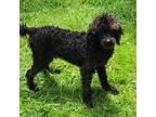 Poodle (Toy) Puppy for sale in Spraggs, PA, USA