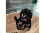 Shih-Poo Puppy for sale in Clayton, NC, USA