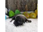 Havachon Puppy for sale in Falcon, MO, USA