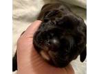 Cane Corso Puppy for sale in Shevlin, MN, USA