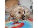 Golden Retriever Puppy for sale in Hayesville, OH, USA