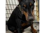 Doberman Pinscher Puppy for sale in Aredale, IA, USA