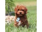 Cavapoo Puppy for sale in Sugarcreek, OH, USA