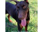 Doberman Pinscher Puppy for sale in Harmony, NC, USA