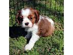 Cavalier King Charles Spaniel Puppy for sale in Harmony, NC, USA