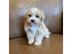 Maltipoo Puppy for sale in Irvington, KY, USA