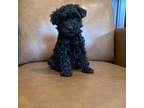 Poodle (Toy) Puppy for sale in Irvington, KY, USA