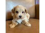 Maltipoo Puppy for sale in Irvington, KY, USA