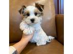Yorkshire Terrier Puppy for sale in Irvington, KY, USA