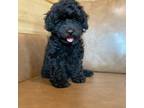 Poodle (Toy) Puppy for sale in Irvington, KY, USA