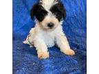 Mutt Puppy for sale in Irvington, KY, USA