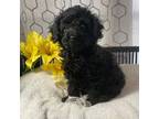 Poodle (Toy) Puppy for sale in Elgin, SC, USA