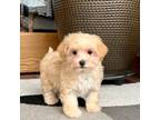 Maltipoo Puppy for sale in Nappanee, IN, USA