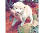 Shiba Inu Puppy for sale in Elizabeth City, NC, USA