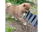 Shiba Inu Puppy for sale in Elizabeth City, NC, USA