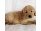 Golden Retriever Puppy for sale in Montezuma, GA, USA