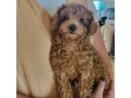 Poodle (Toy) Puppy for sale in Converse, IN, USA