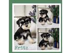 Schnauzer (Miniature) Puppy for sale in Lebanon, MO, USA