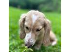 Dachshund Puppy for sale in Biloxi, MS, USA