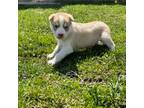 Siberian Husky Puppy for sale in Fort Plain, NY, USA