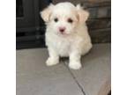 Maltese Puppy for sale in Chicopee, MA, USA