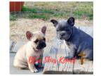 French Bulldog Puppy for sale in Rockingham, NC, USA