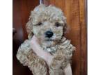 Poodle (Toy) Puppy for sale in Winslow, AZ, USA