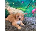 Cavalier King Charles Spaniel Puppy for sale in Thatcher, AZ, USA