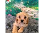 Cavalier King Charles Spaniel Puppy for sale in Thatcher, AZ, USA