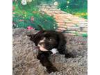 Cavalier King Charles Spaniel Puppy for sale in Thatcher, AZ, USA