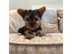 Yorkshire Terrier Puppy for sale in Wiggins, CO, USA