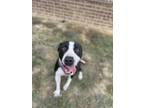 Adopt Caliber a Black - with White Pit Bull Terrier dog in Dickson